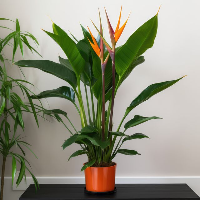 This image shows a tall and vibrant Bird of Paradise plant in a sleek orange pot placed against a plain white background. The narrow elongated leaves are dark green, and the bright orange flowers feature prominently. The photo can be used in blogs or articles about interior decor, indoor gardening, orchid care, or houseplant cultivation. It is also useful for showcasing minimalist and modern aesthetics in home design.