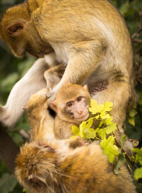 Group of monkeys bonding and grooming on tree branches, showcasing natural animal behavior in wild environment. Useful for materials on wildlife, animal behavior, nature conservation, and ecosystem research.