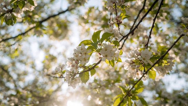 Sunlit blossoming branch in spring orchard with pale-pink flowers and backlit bokeh