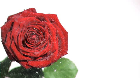 Red Rose with Raindrops on White Background in Slow Motion