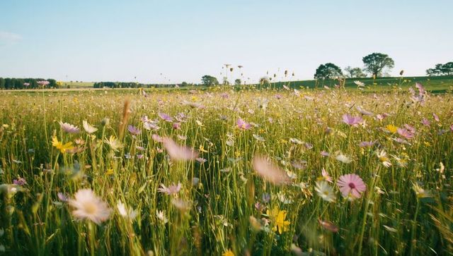 Sunlit wildflower meadow swaying across pastoral farmland with pink yellow blooms