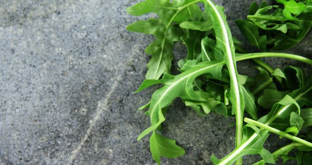 Arugula leaves placed on a textured stone surface. Ideal for use in topics about healthy eating, organic food, gardening, and salads. Suitable for food blogs, recipe websites, or nutrition articles.
