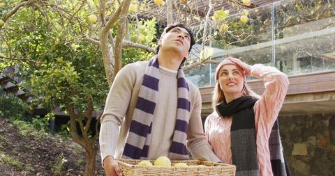 Couple harvesting lemons beneath backyard lemon tree wearing scarves and sweaters