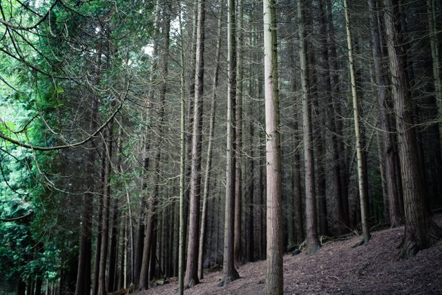 Dense Forest with Tall Trees on a Hillside - Download Free Stock Photos Pikwizard.com