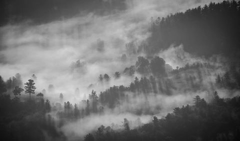 Mysterious Misty Forest with Lush Trees in Monochrome