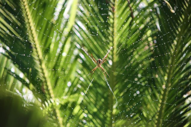 Close-up of Spider on Web Amongst Vibrant Green Palm Leaves - Download Free Stock Photos Pikwizard.com