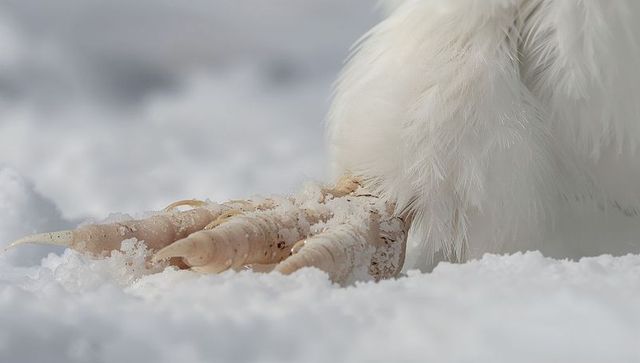 Resting white bird foot on snow with scaly toes, talons and frost crystals macro closeup