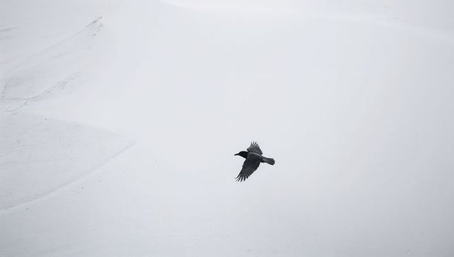 Solitary raven soaring across minimal snowdrift expanse with sweeping negative space, serenity