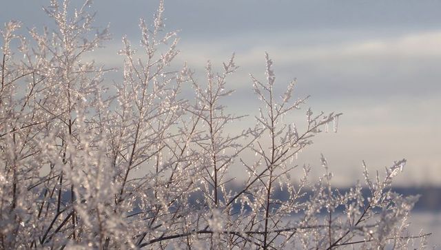 Glinting frost-covered branches catching low winter sun, delicate icicles pastel sky glow