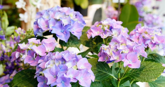 Vibrant hydrangea flowers showcase a beautiful blend of blue and purple hues. Their lush green foliage complements the colorful petals, creating a refreshing botanical display.