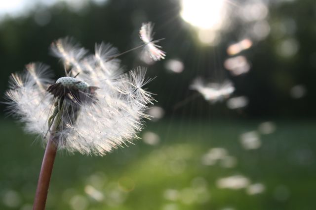 Dandelion seeds are scattered by the wind, glowing under sunlight with a blurred green field background. Perfect for illustrating the beauty of nature, themes of change and growth, or as a metaphor for spreading ideas and inspiration.