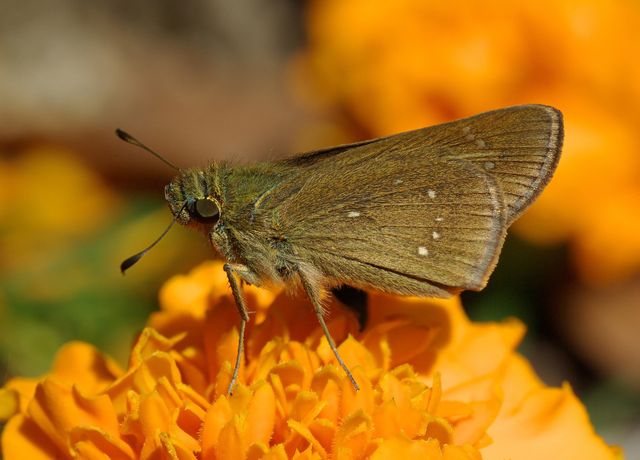 Skipper Butterfly on Vibrant Orange Flower Close-Up - Download Free Stock Photos Pikwizard.com