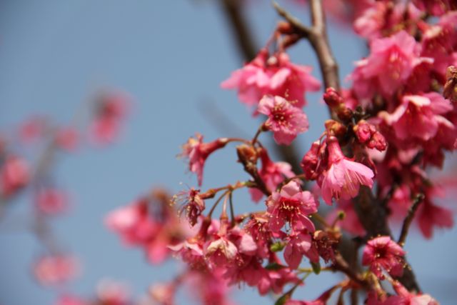 Vibrant Cherry Blossom Flowers Blooming Against Clear Blue Sky - Download Free Stock Photos Pikwizard.com