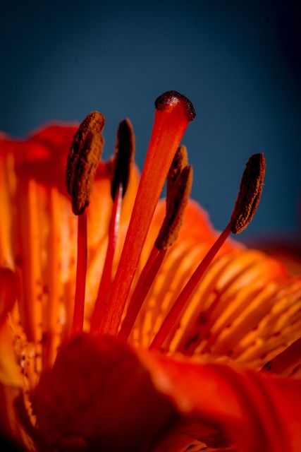 Close-up capture of a vibrant orange lily stamen set against a vivid blue background, highlighting the intricate details of the flower. Perfect for use in botanical studies, nature-themed publications, gardening blogs, or home decor products.