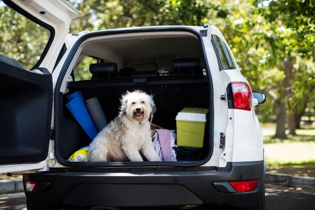 A cheerful dog is sitting in the open trunk of a white car at a park. The scene suggests a fun day out or a road trip with a pet. Ideal for use in advertisements for pet-friendly travel, outdoor activities, family outings, and automotive products.