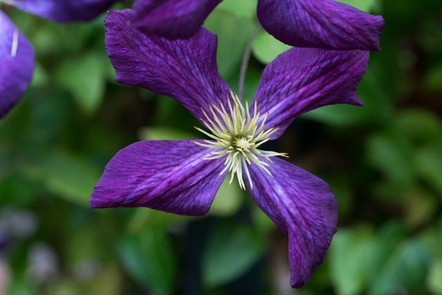 Captivating close-up of a vibrant purple clematis flower in full bloom with rich green background. Ideal for use in botanical studies, garden planning publications, nature conservation materials, and floral-themed designs. Perfect for highlighting the beauty of springtime or adding a touch of nature to creative projects.