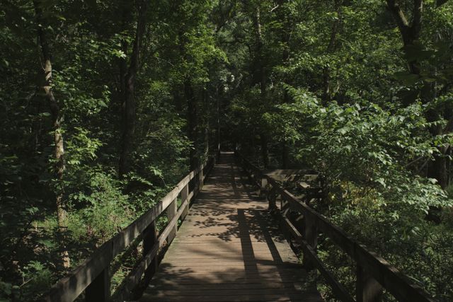 Scenic Wooden Bridge Through Lush Green Forest - Download Free Stock Photos Pikwizard.com