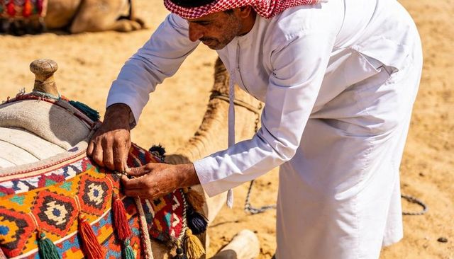 Middle eastern elder fastening colorful saddle rug on camel in sunlit desert