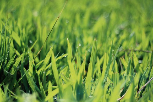 Close-up of Fresh Morning Dew on Green Grass Blades - Download Free Stock Photos Pikwizard.com