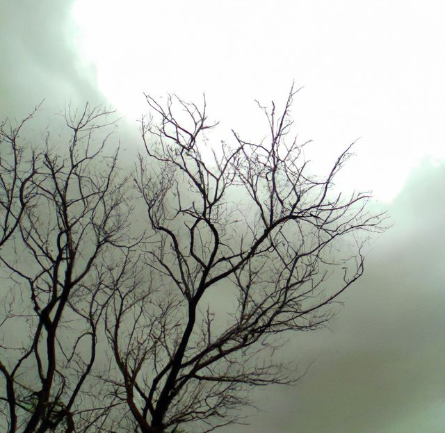 Image of tree branches without leaves against grey clouds on sky background. Tree, winter, season and nature concept.