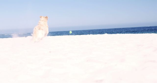 Dog running after ball on sunny beach captures playful summer activity with ocean background. Ideal for websites or advertisements related to pet-friendly vacations, canine health, outdoor fun, or general summer recreation themes.