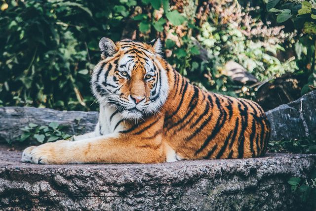 This scene captures a majestic tiger sitting calmly on rocks in its natural forest habitat. The tiger's striking striped fur and relaxed pose highlight its strength and elegance. Ideal for themes related to wildlife conservation, natural beauty, adventure, and environmental awareness.