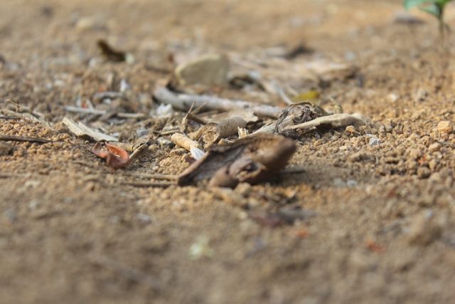 Close-up view of dry soil scattered with small sticks, leaves, and other natural debris. Suitable for use in environmental studies, nature documentaries, educational material about ecosystems, and backgrounds for design projects focused on natural textures.