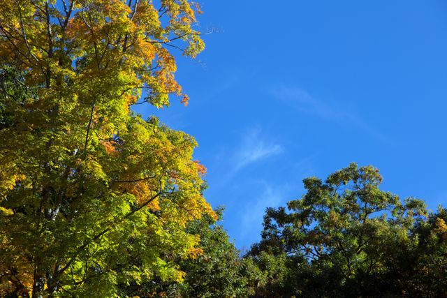 Bright autumn trees with green and yellow leaves contrast against a clear blue sky. Ideal for nature-related projects, seasonal promotions, inspiring backgrounds, or calm and serene themes.