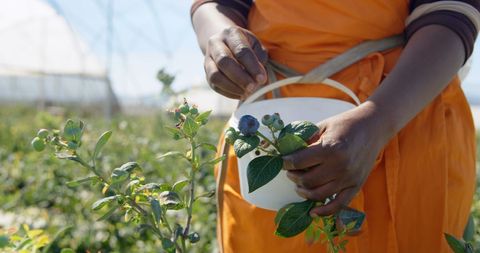 Harvesting blueberries outdoors sunny day sustainable farming