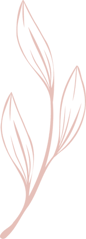 delicate botanical branch illustration with transparent background - Download Free Stock Videos Pikwizard.com
