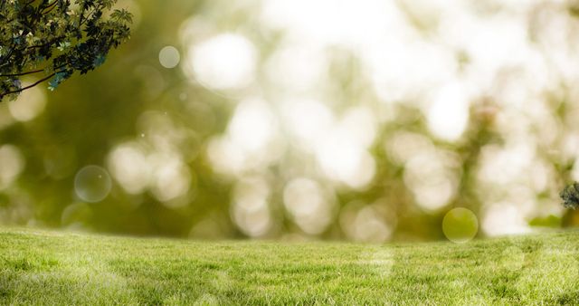 Fresh green grass foreground with soft focus background and lens flares. Ideal for use in environmental campaigns, nature-related advertisements, backgrounds, or seasonal marketing materials promoting wellness, renewal, and organic growth.