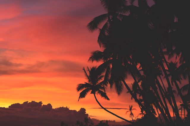 This scene captures a group of palm trees silhouetted against a brilliantly colored sunset sky. The vibrant hues of orange, pink, and purple blend to create a dramatic and serene tropical environment. Ideal for use in travel advertisements, relaxing backgrounds, or as part of vacation-themed content.