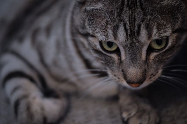 Close-up of Grey Tabby Cat with Green Eyes - Download Free Stock Photos Pikwizard.com