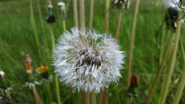 This image shows a close-up of a dandelion seed head covered in dewdrops against a backdrop of green grass. Ideal for gardening blogs, spring promotional materials, and environmental awareness campaigns.