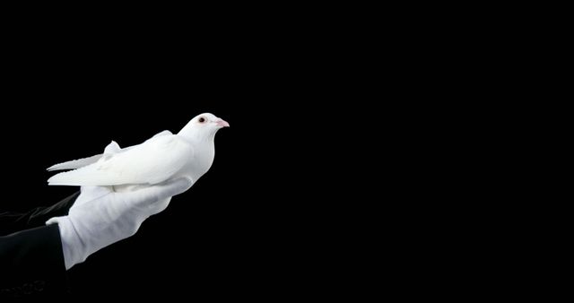 A magician's gloved hand is presenting a white dove, with copy space. Symbolizing peace or magic, the dove stands out against the dark background.