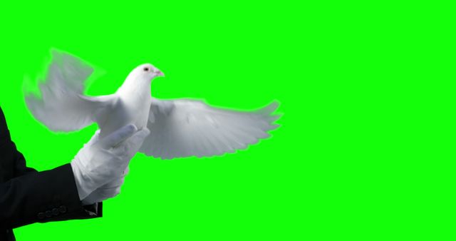 A magician in formal attire is releasing a white dove into the air against a green screen background, with copy space. Capturing the essence of classic magic tricks, the image symbolizes themes of peace, freedom, and illusion.