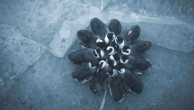 Huddling arctic penguins forming circular cluster on cracked blue-gray ice, aerial view
