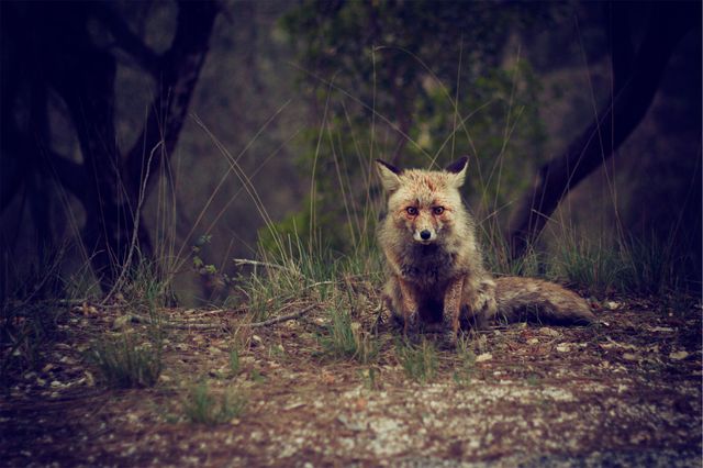 Depicts fox sitting alone in woodland area during twilight. Ideal for nature documentaries, environmental awareness campaigns, wildlife conservation projects, or nature scenes in various media. Highlights the beauty and solitude of wild animals in their natural habitats.