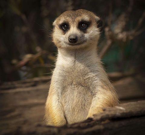 Alert Meerkat Standing Guard on Log Close-Up Portrait Showing Expressive Eyes