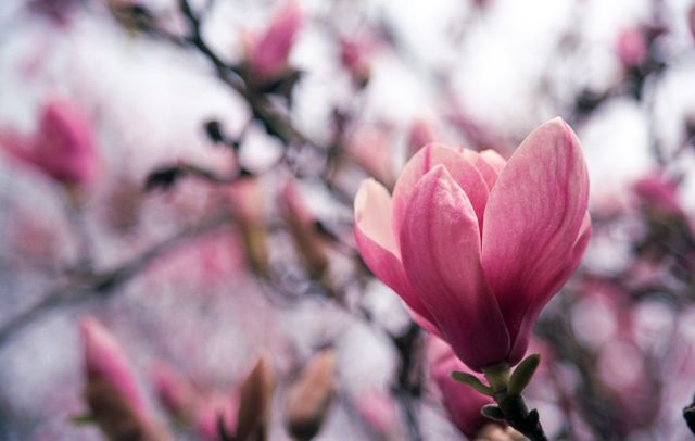 Beautiful Pink Magnolia Flowers Blurred Background - Download Free Stock Photos Pikwizard.com