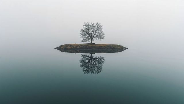 Solitary leafless tree reflecting on glassy lake with misty horizon and minimal island