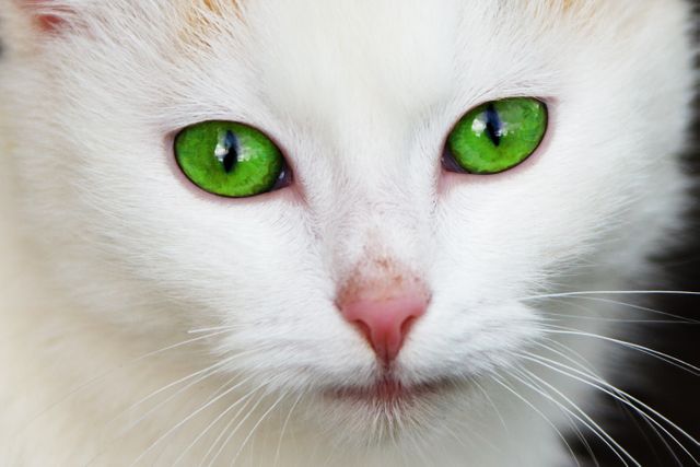 This close-up features a white cat with striking green eyes and prominent whiskers. Perfect for pet care websites, animal blogs, veterinary promotions, and cat-related social media content. The vivid green eyes create a captivating focal point, ideal for highlighting feline beauty.