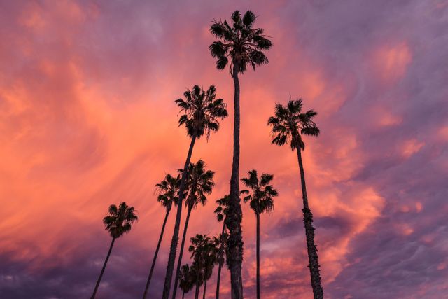 Silhouetted palm trees set against a vivid, colorful sunset sky, with purples and pinks creating a dramatic backdrop. This image evokes feelings of relaxation and calmness, making it ideal for travel promotions, marketing materials for tropical destinations, or enhancing nature-themed designs.
