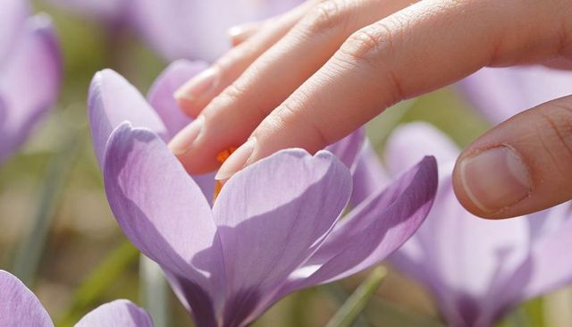 Female hand touching purple crocus bloom closeup showing orange stigma and delicate petals