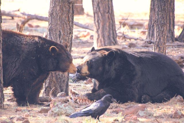 Two Black Bears Nuzzling in Forest Clearing - Download Free Stock Photos Pikwizard.com