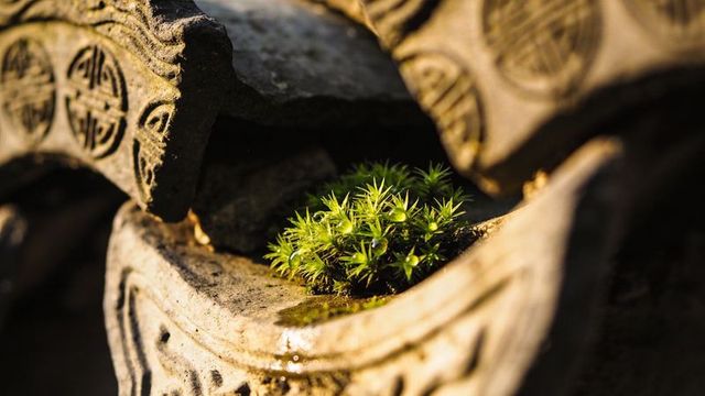Glowing green moss basking in carved stone tile grooves with dew drops, close-up texture