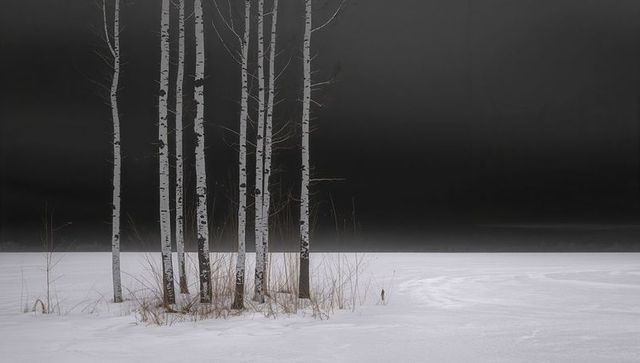 Minimal birch grove standing on snowplain under dramatic dark sky, winter solitude calm