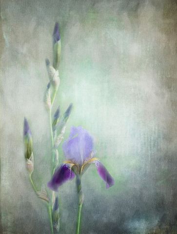 Artistic Purple Iris on Textured Background