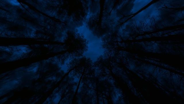 Ominous night canopy looking up through tall pine silhouettes during blue hour and cloud streaks