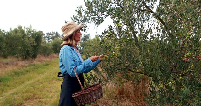 Woman wearing hat harvesting olives from tree with basket in hand. Countryside and nature invoke serenity and hard work. Ideal for topics on organic farming, rural life, agriculture industry, sustainable practices, and healthy eating.